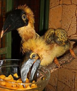 Hornbill chicks in the zoo