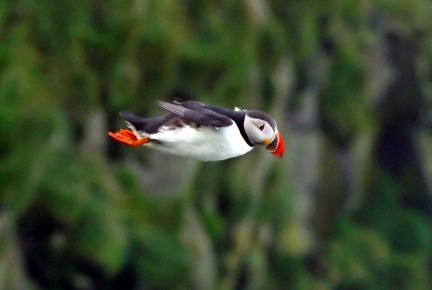 Dead End in Flight