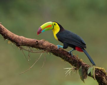 Toucan