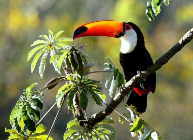 The toucan sits on a branch