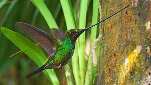 Hummingbird