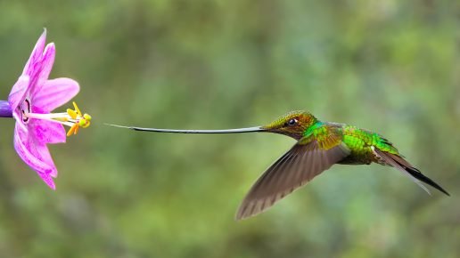 Hummingbird gets nectar