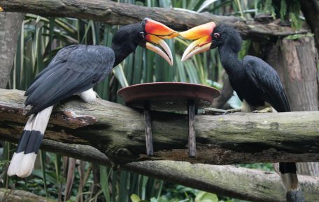 Kalao are sitting at the feeding trough
