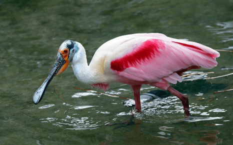 Pink Spoonbill looking out for fish