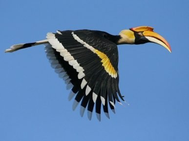 Hornbill in Flight
