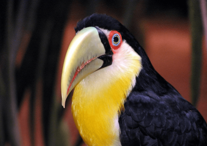The toucan's beak is covered with sharp jags