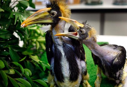 growing chick of kalao