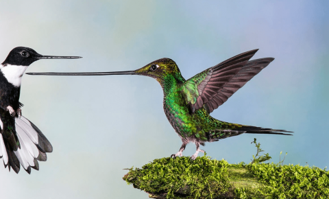 Hummingbird with a very long beak
