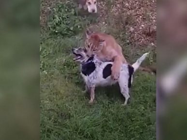 The cougar nearly bitten the domestic dog