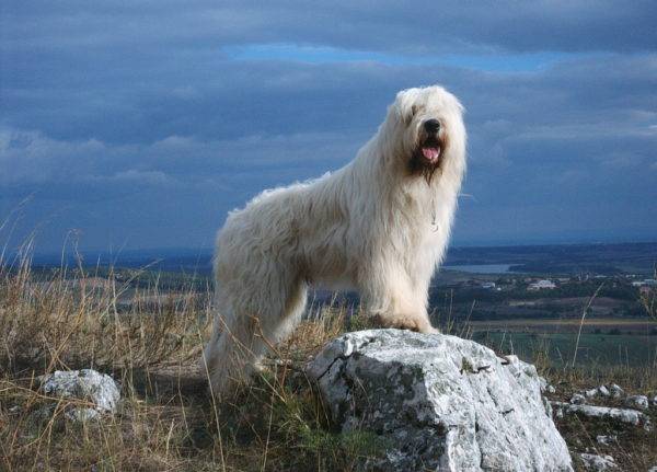 South Russian Shepherd