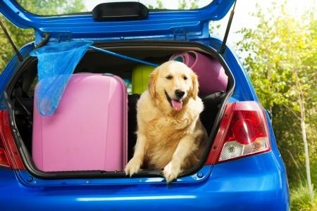 Traveling with pets: how to survive in car trip