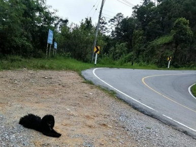 Dog by the road