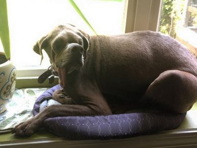 Dog Murray lies on the windowsill