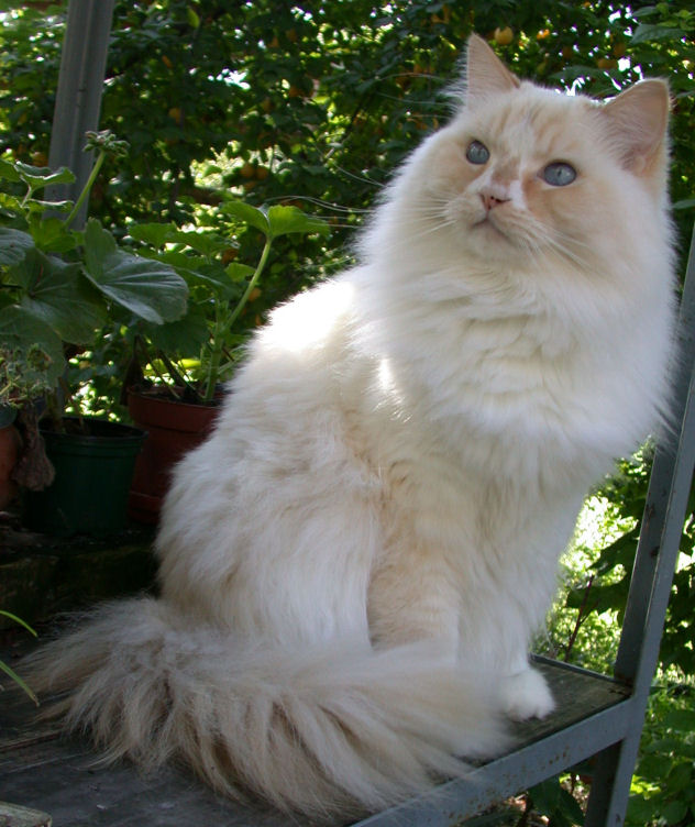 ragamuffin - photo
