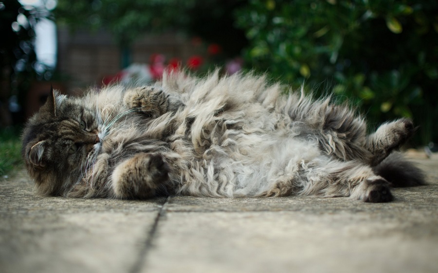 Ragamuffin - a description of the breed and character cats