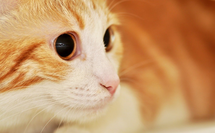 ragamuffin - photo