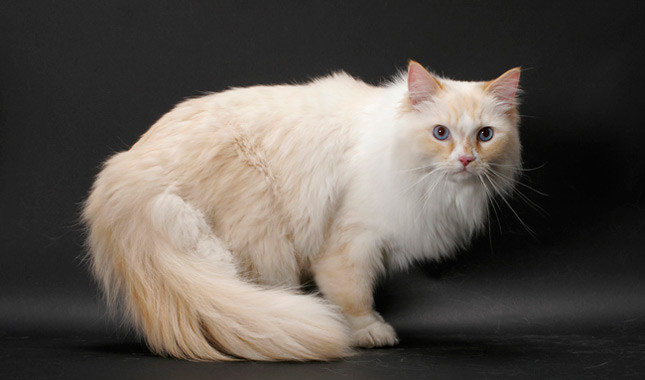 ragamuffin