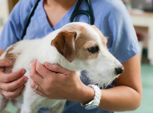 Common dog diseases and how to recognize