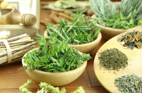 Plants for Cats: Top 10 Plants for your pet