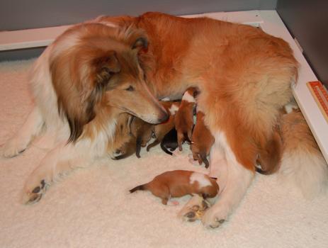 Dog Breeding - Birth Problems