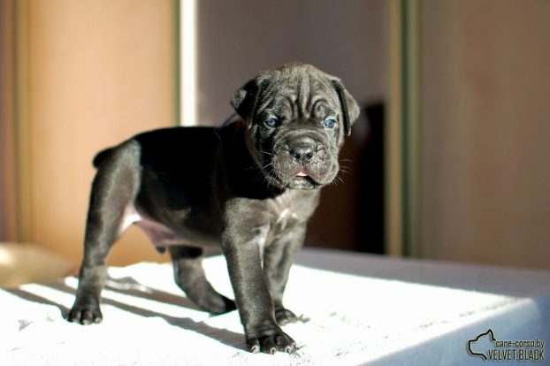 Photo of puppies Corso 1 month