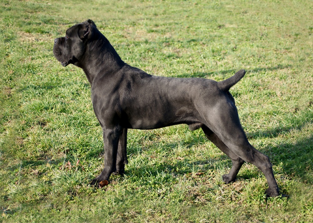 Photo of puppies Corso 6 months