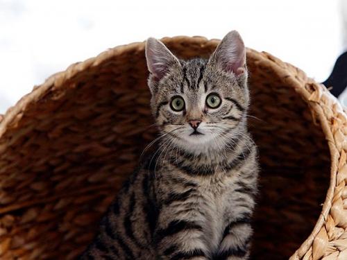 Kittens development by weeks and months in the first 6 months