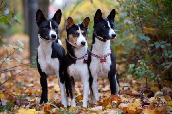 Basenji is a rare dog