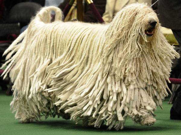 Hungarian Shepherd (Komondor)