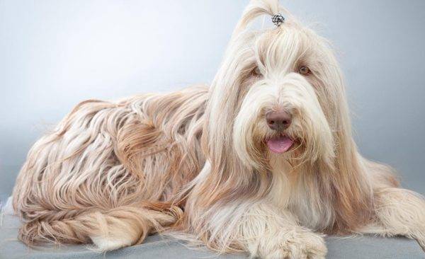 Bearded (Bearded) Collie