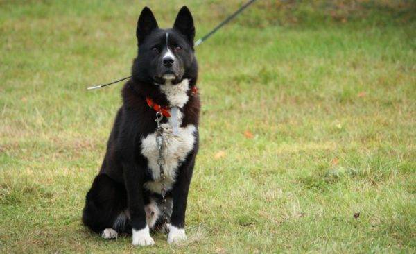 Karelian bear dog (teddy bear)