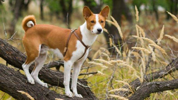 Basenji