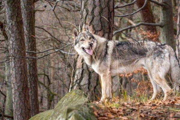 Czechoslovakian Wolf Dog