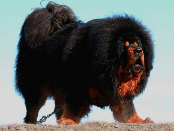 Tibetan mastiff