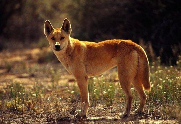 Carolina Dog (American Dingo)