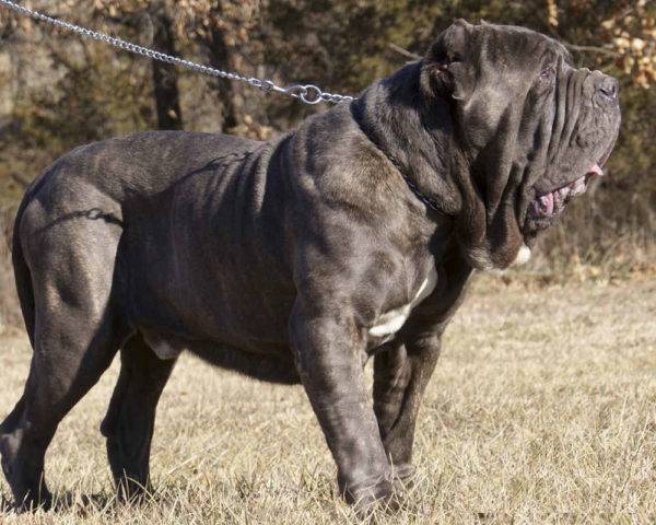 Neapolitan Mastiff