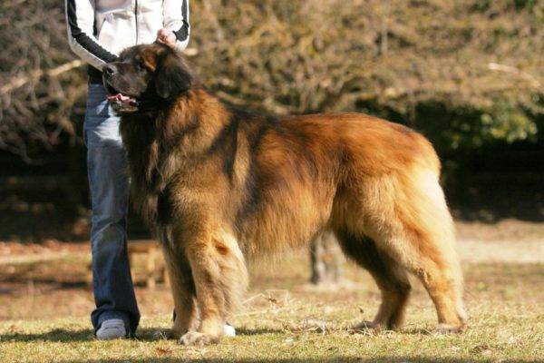 Leonberger