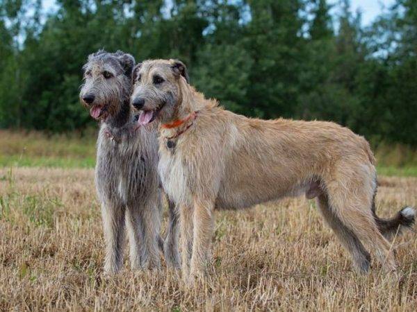 Irish Wolfhound