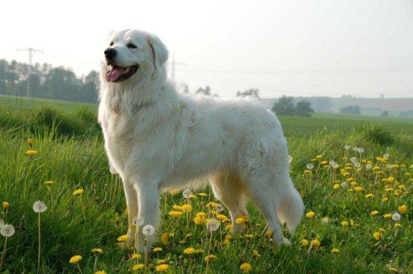 Slovak Chuvach