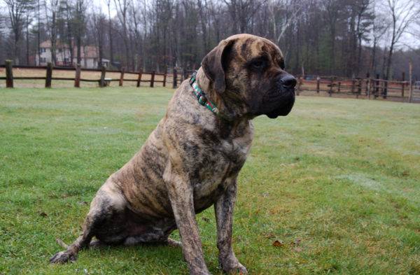 American Mastiff