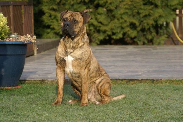 Spanish Alano (Bulldog)