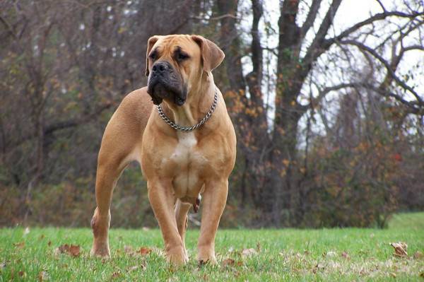South African Boerboel