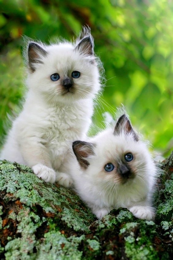 Curious Ragdoll Kittens