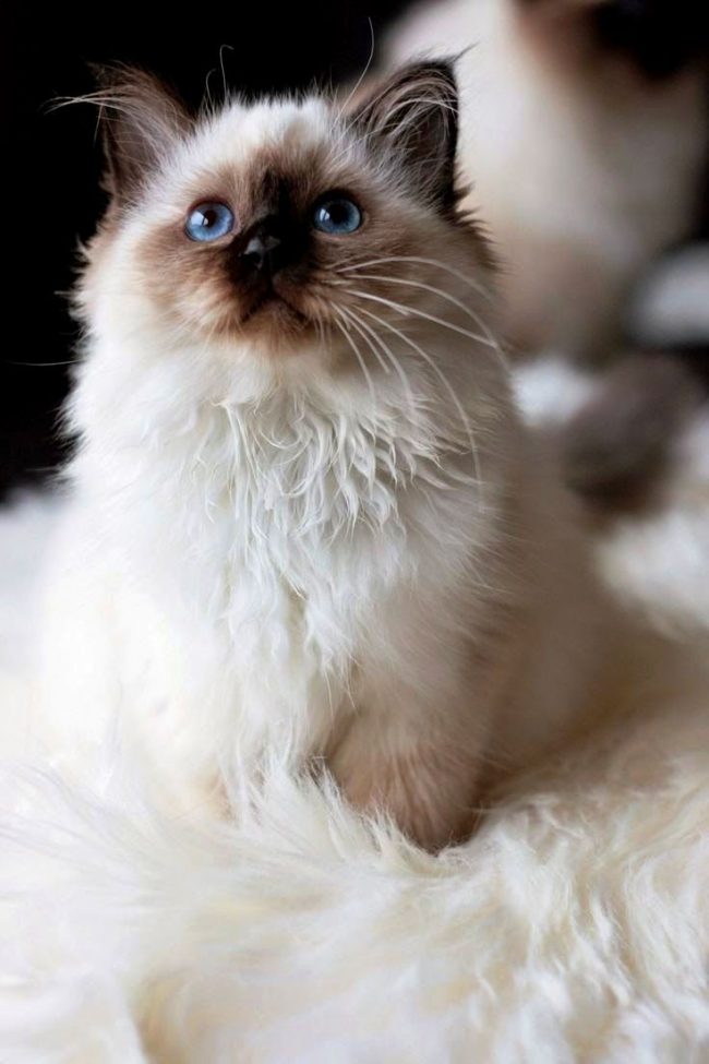 The ragdoll’s wool is long and soft, but the undercoat is poorly developed, so it doesn’t fall into the tackles. But sometimes they should be combed out. The ragdolls love this attention and will not show any resistance.