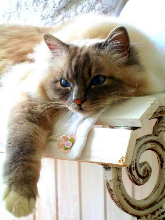 Ragdoll can’t live without communication for a long time, and if nobody is around, literally before his eyes he loses a good mood, he’s sad and weak, they prefer to communicate with people