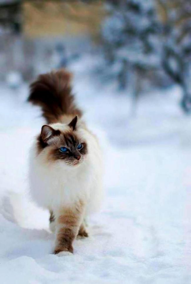 Ragdoll cats like to walk outside, but don’t leave them alone there. They constantly need an eye and an eye.