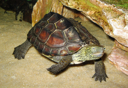 Chinese three-keel turtle