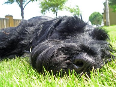 Muzzle of the Giant Schnauzer
