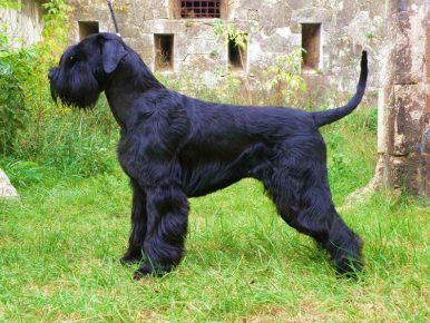 Giant Schnauzer in full growth