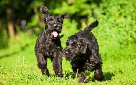 Giant Schnauzer Puppies